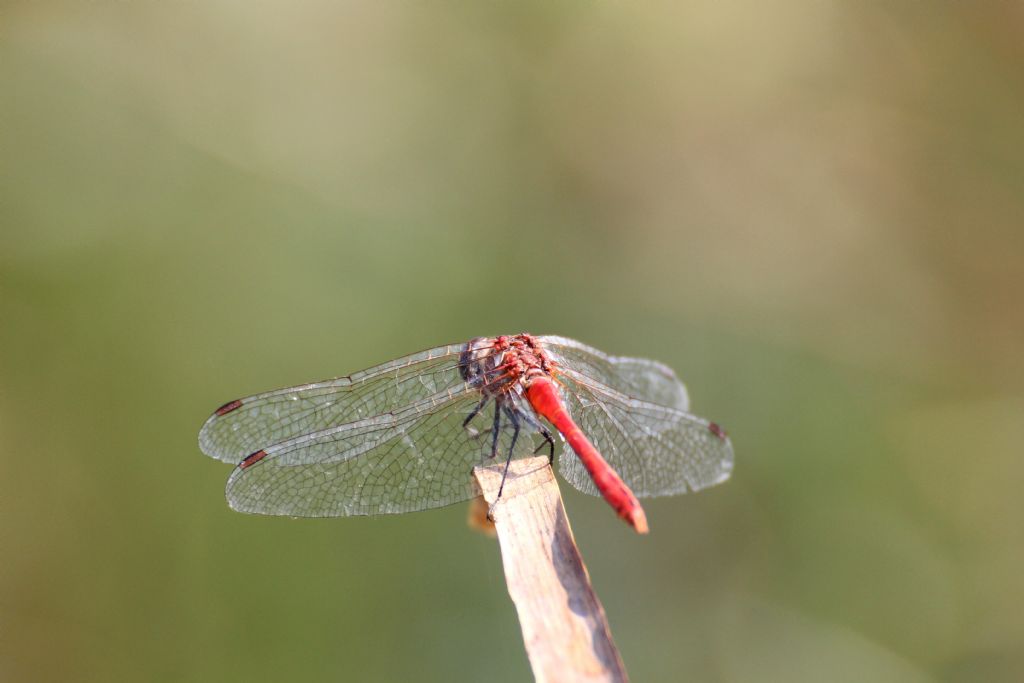 Sympetrum fonscolombii?